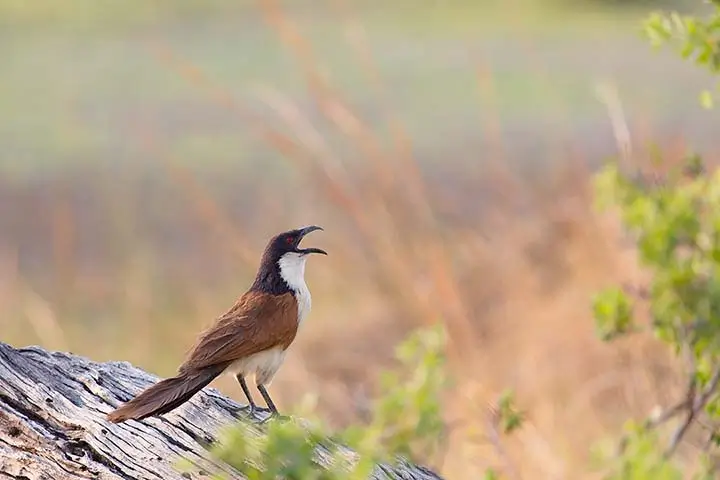 Senegal coucal